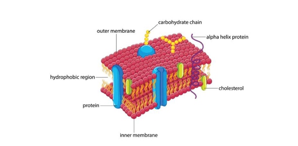 Define Terms Of Structure Of Plasma Membrane Flashcards